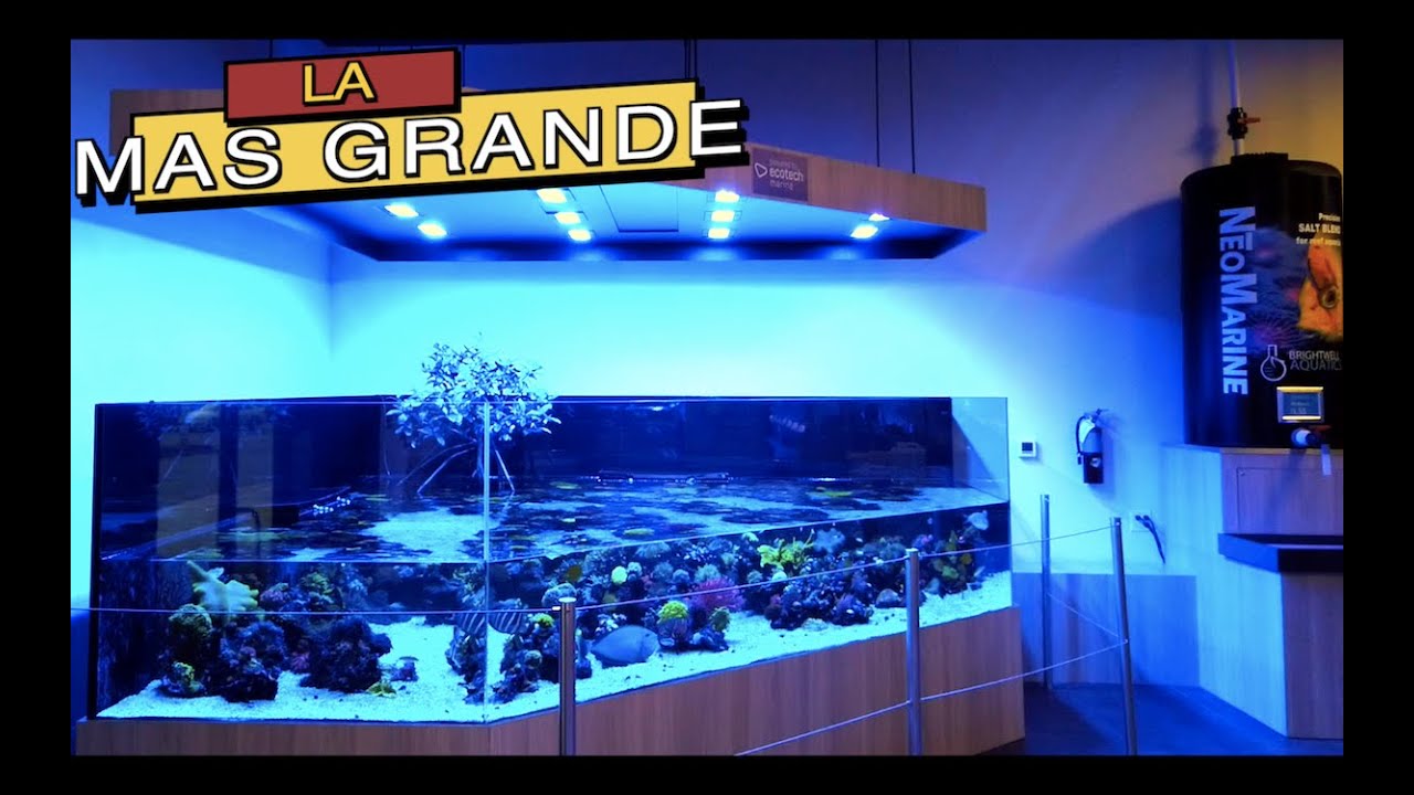 LA SUPER TIENDA DE ACUARIOS MAS FAMOSA DEL MUNDO @World Wide Corals|||||😲🐟🐠