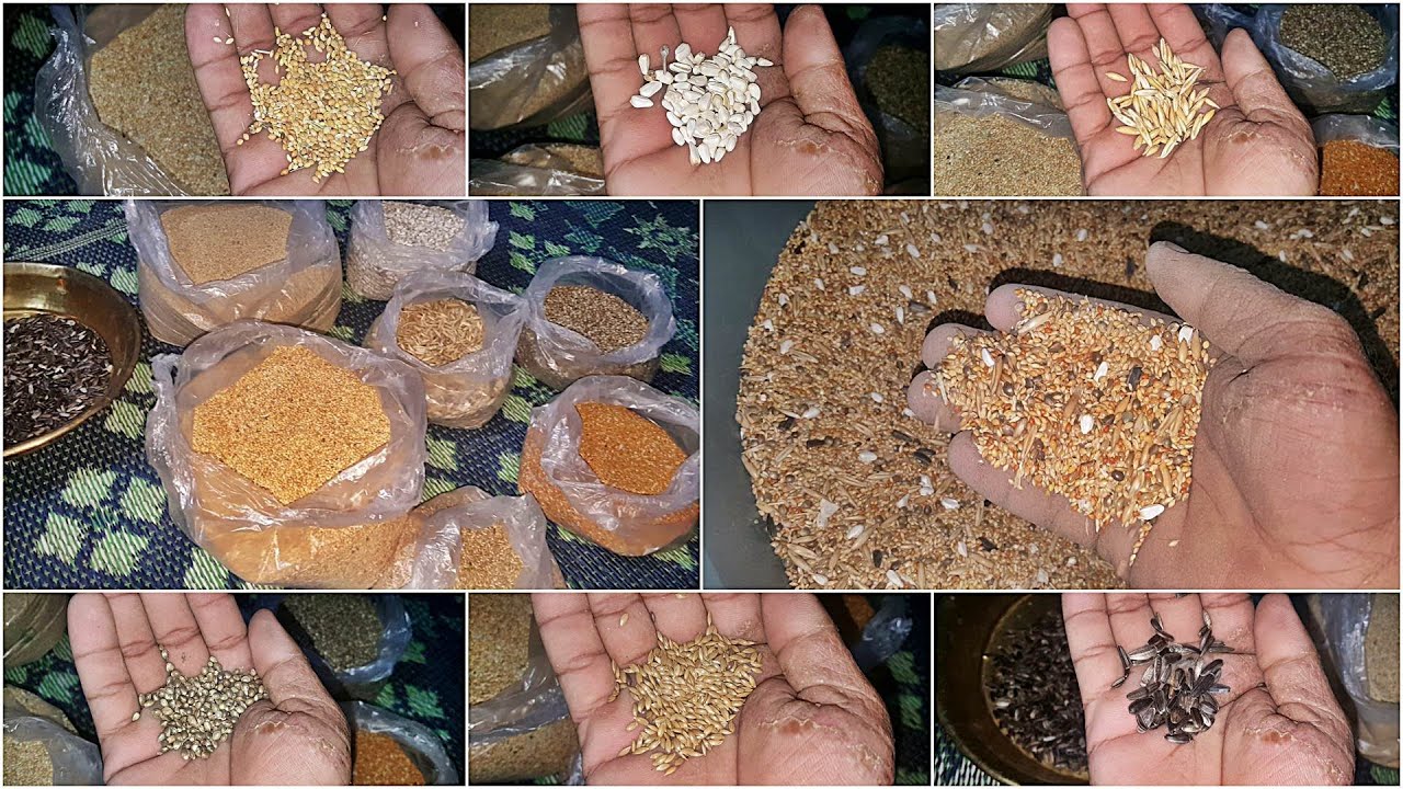 lovebirds Seed Mix || Winter Breeding Seed Mix for Lovebirds