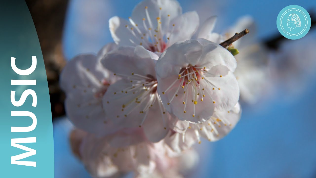 Spring Awakening – Nature's Striving Upwards – Photos and Orchestral Music by Bruno Gröning Friends