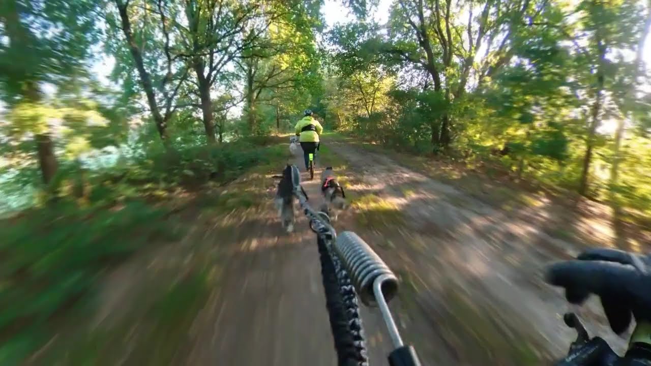 Husky Scooter Runde 4 Sibirische Huskys