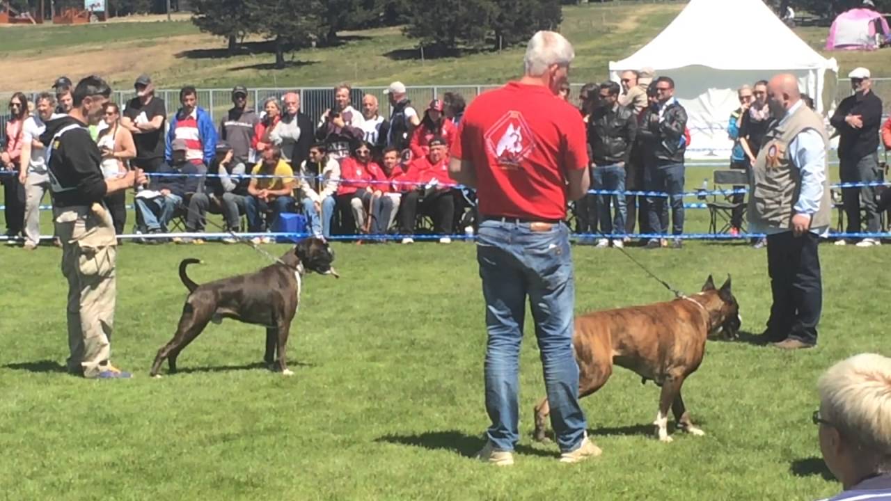 ATIBOX 2016 Champion Brindle Male