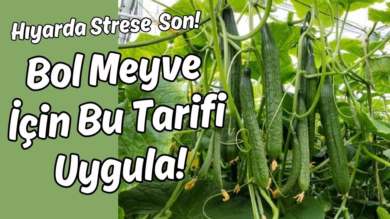 Hıyar İlk Besleme Formülü ve Püf Noktaları 🥒 #hıyar #salatalık