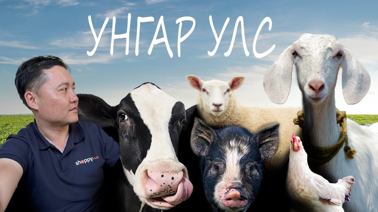 МОНГОЛ ХЭЛТЭЙ УНГАР АЙЛЫН ГЭРТ ЗОЧЛОВ #tselmegvlog #munkhtselmeg