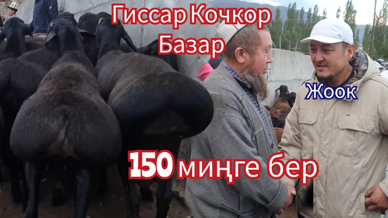 Ноокаттагы Гиссар  базар  150  миңге  Кочкорду  бербеди