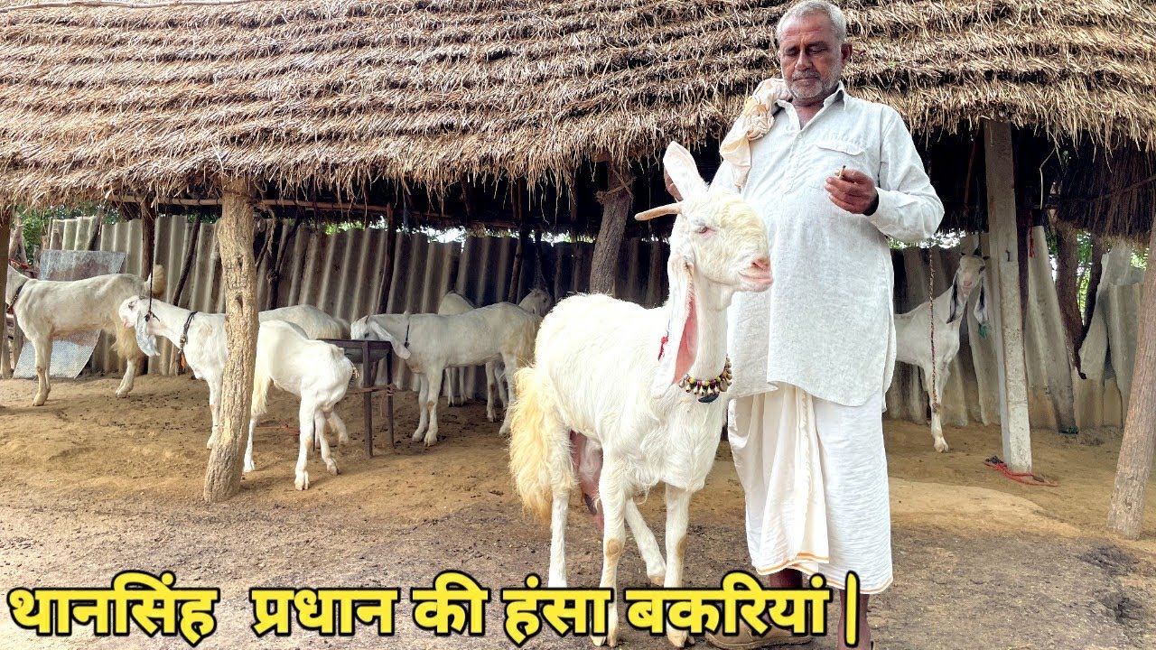 थानसिंह  प्रधान की हंसा बकरिया || Happy goat farm ♥️