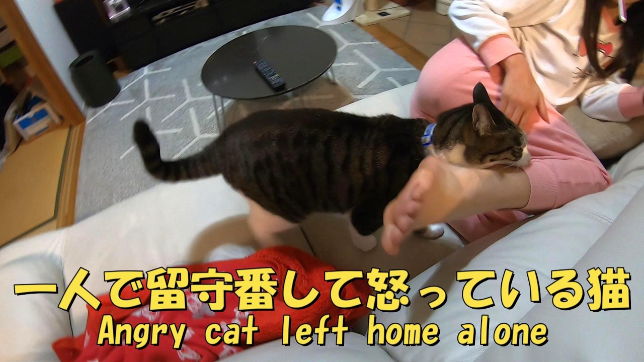 一人で留守番させられて怒っている猫　暴れ猫/保護猫ハナ♂