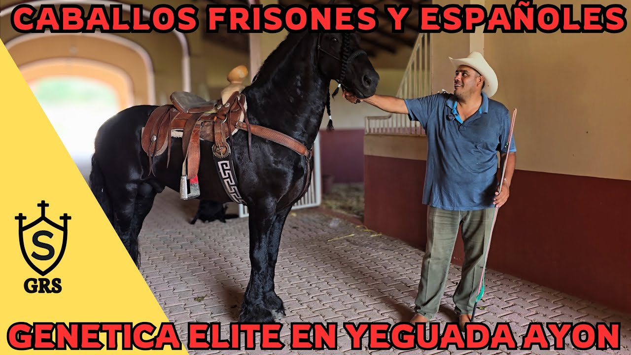 “Maquilas de CABALLOS FRISONES  y ESPAÑOLES | Genética de élite en Yeguada Ayón”