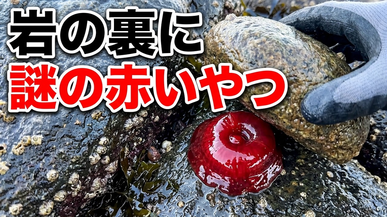 【#75】冬の海で岩をひっくり返して生き物を捕まえる