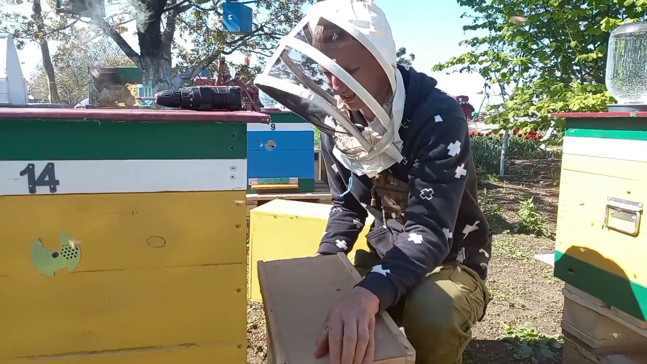 Пасека с нуля! Установка ульев, покупка и пересадка пчелопакетов!