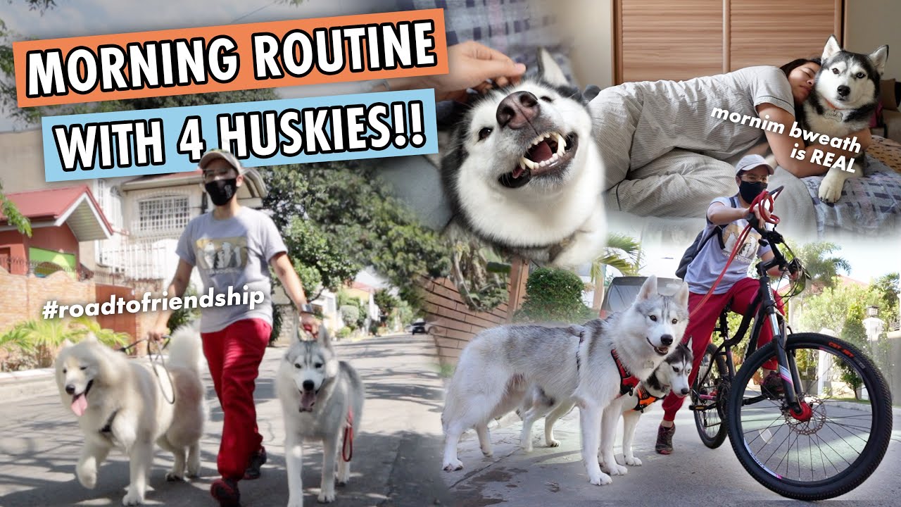 OUR MORNING ROUTINE WITH 4 HUSKIES!! (SUPER HAPPY SILA)
