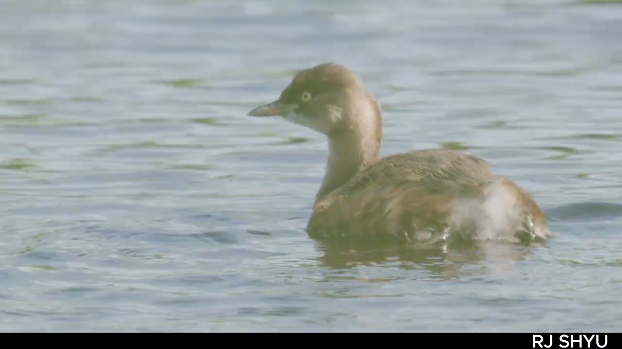 2025 FILMING BIRDS EPISODE 21 LITTLE GREBE