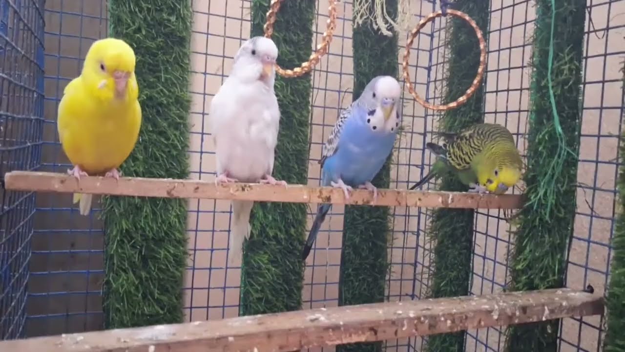 Birds313 is live