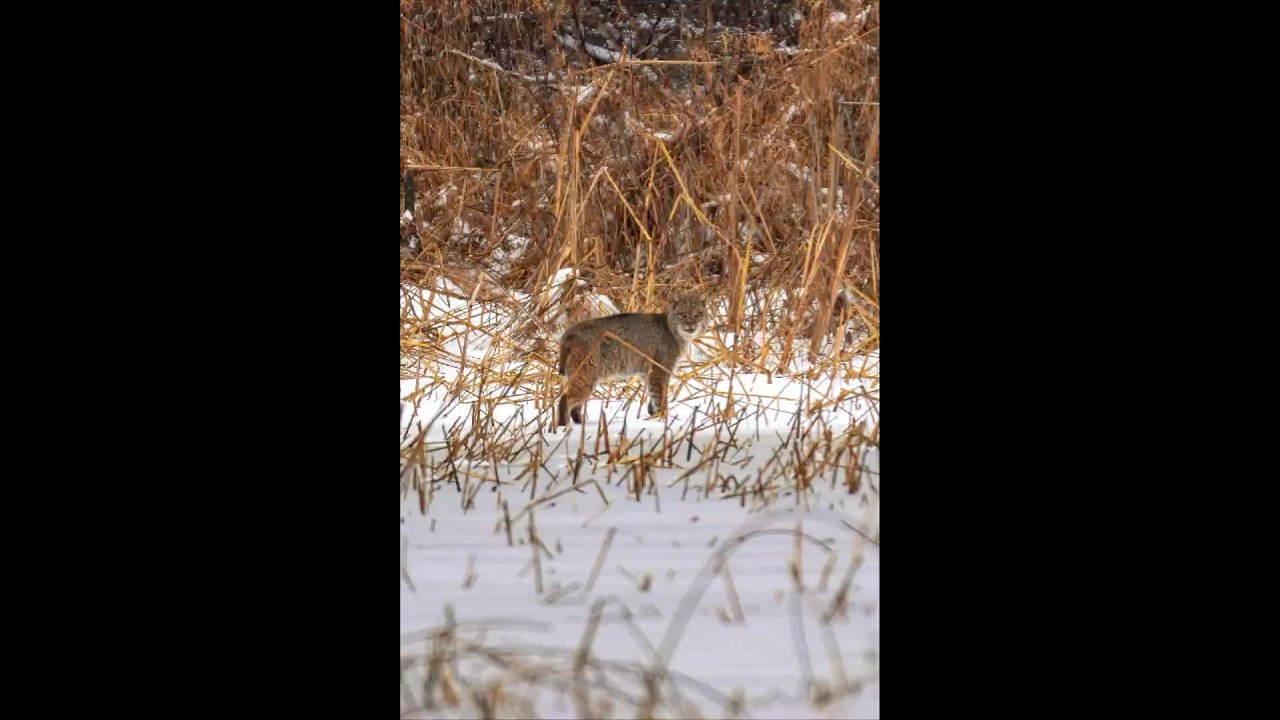 Bobcat Encounter  #bestbackroad #naturetherapy #bobcat