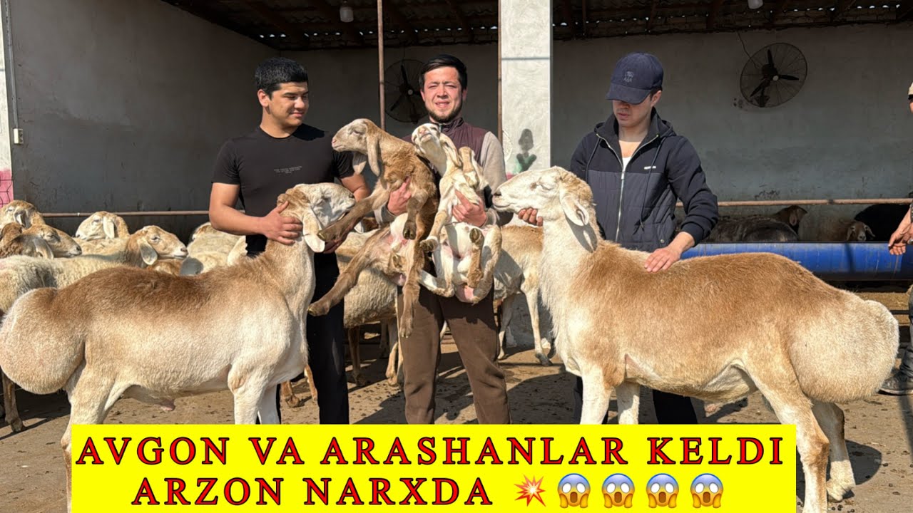 SIZ IZLAGAN AVGON VA ARASHAN SOVLUQLAR KELDI 😱