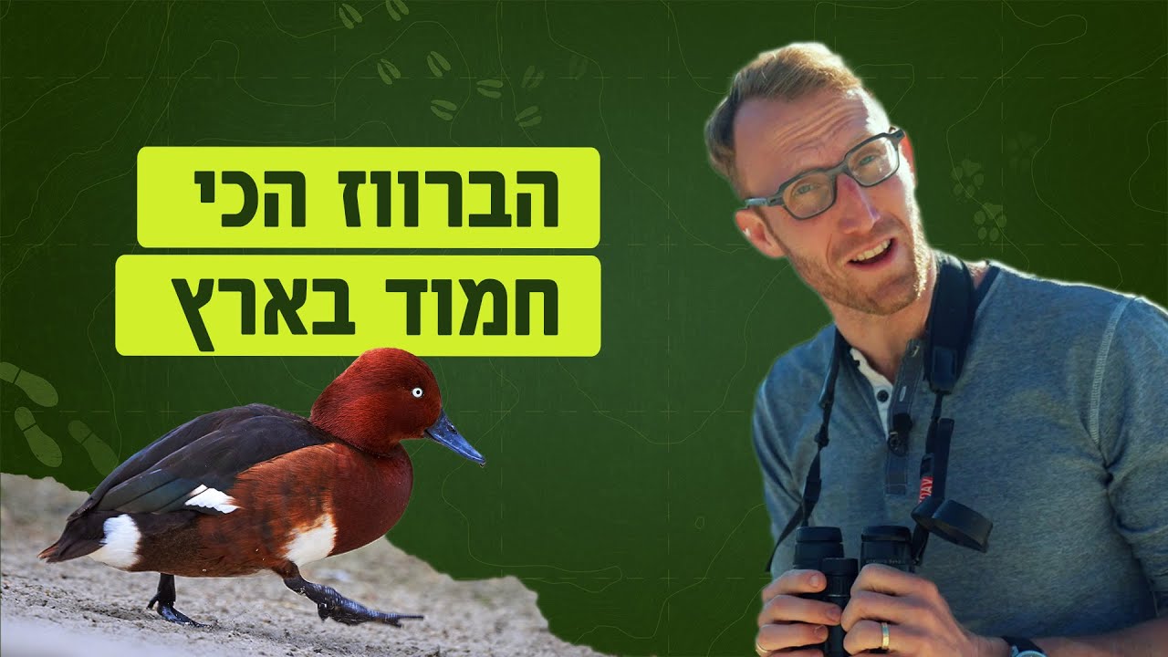 אנחנו הורסים את הטבע והברווז הכי חמוד בארץ הולך ונכחד - אבל יש תקווה! | כאן חיים