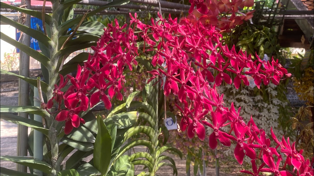 มาปลูกช้างแดงชุมพรกันครับผม ใส่ปุ๋ยกล้วยไม้กัน #ขายกล้วยไม้ป่าแท้ #orchid  #จัดสวน #บาบูสินค้าเกษตร 