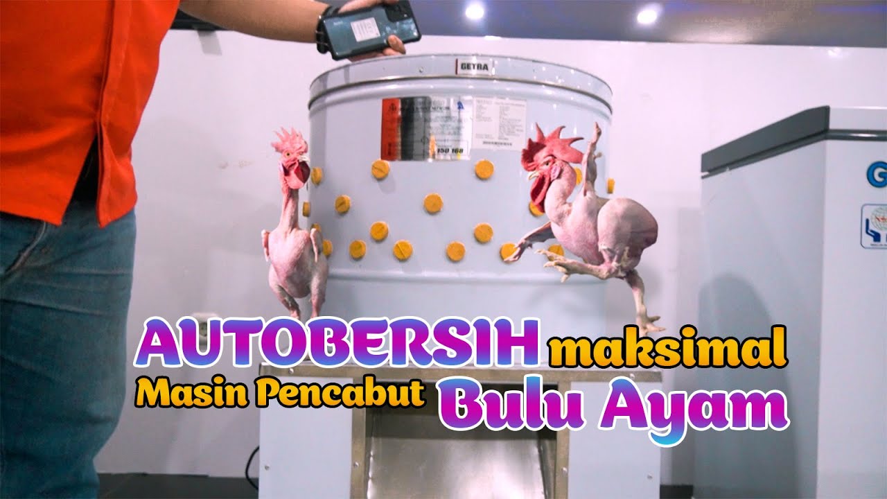 KEREN!!! Mesin Pencabut Bulu Ayam || Hasilnya Auto Bersih Maksimal || Review GETRA Poultry SX60-750W