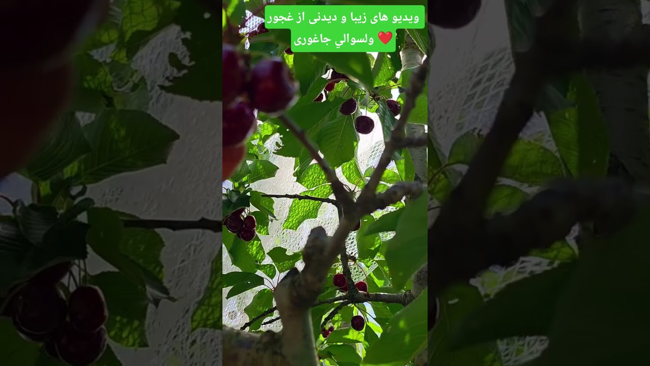 دوستان  ویدئو های زیبا از منطقه میرخیل سه پایه خدایدا  ❤️#وطن #جاغوری #لایک #سابسکرایب #حمایت #💚