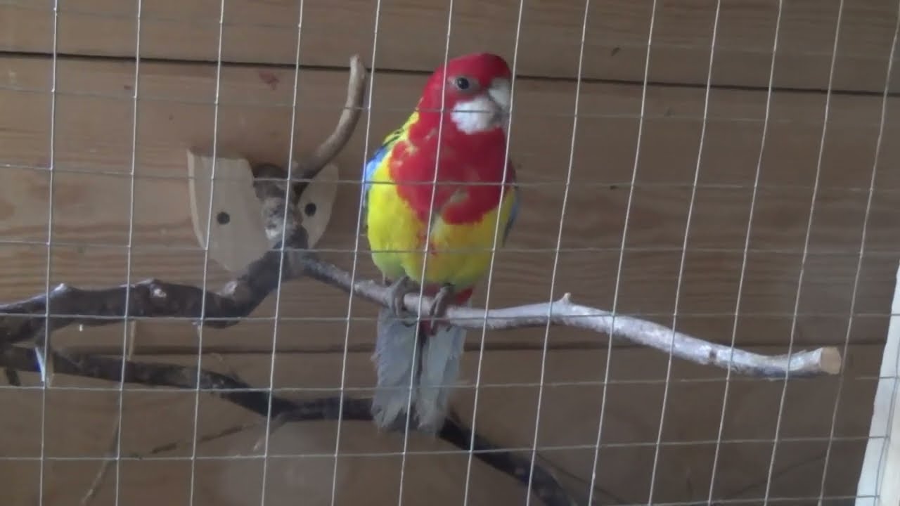 rozella białolica siedzi na jajkach,Platycercus eximius,Eastern Rosella sits on eggs