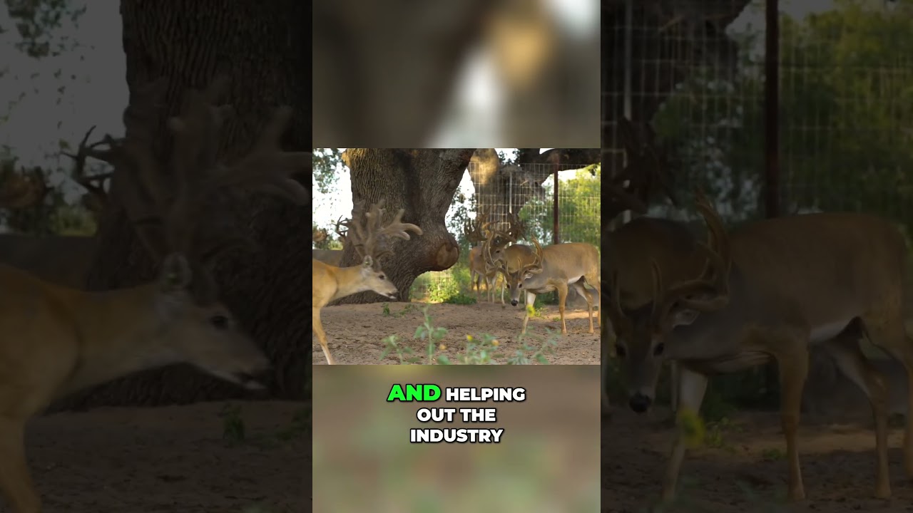 The passion in Growing Deer or also know as Farming Deer!  #deerfarming