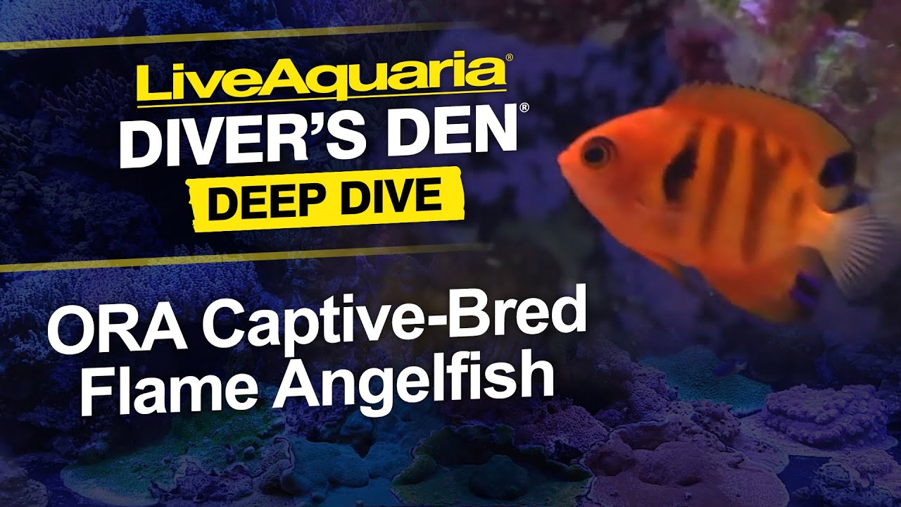 LiveAquaria® Diver’s Den® Deep Dive: ORA Captive-Bred Flame Angelfish