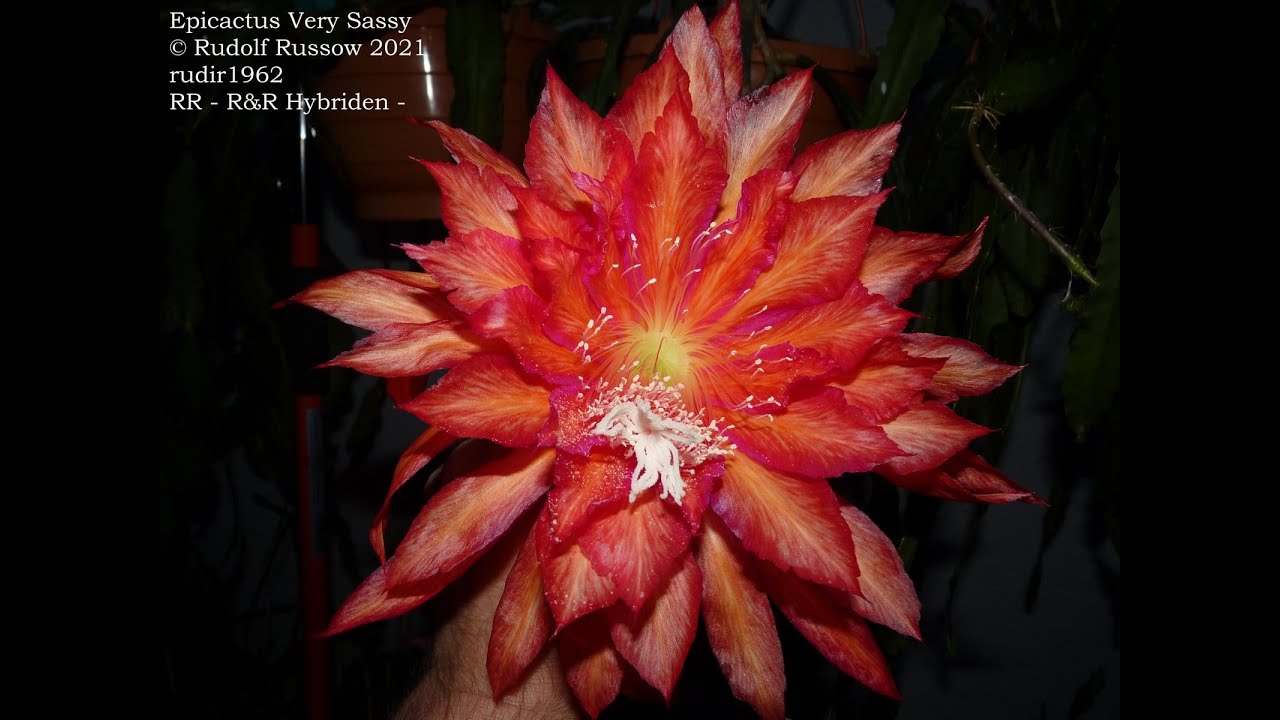 Epiphyllum Hybriden Bilder Galerie 2021 - Epiphyllum , Epikakteen und alles was damit zu tun hat -