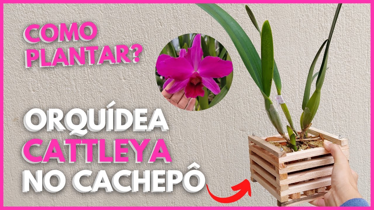COMO PLANTAR ORQU&Iacute;DEA CATTLEYA NO CACHEP&Ocirc; DE MADEIRA [Passo a passo] | Dicas de substrato e rega