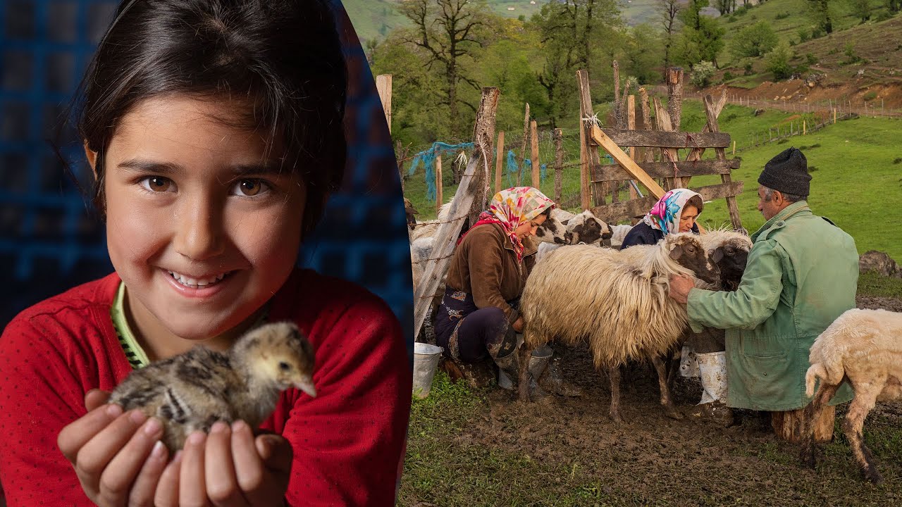 Making cheese and butter in Talesh mountains