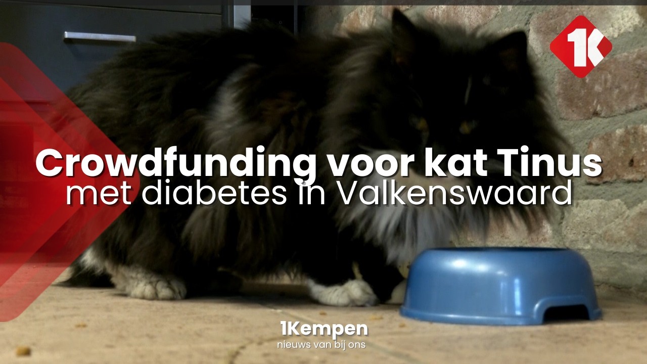 Crowdfunding voor kat Tinus met diabetes in Valkenswaard succesvol