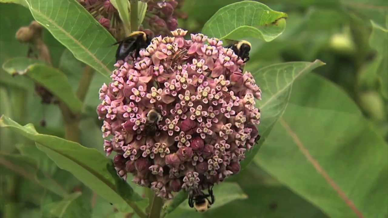 Monarch Butterfly and Pollinators Conservation Fund