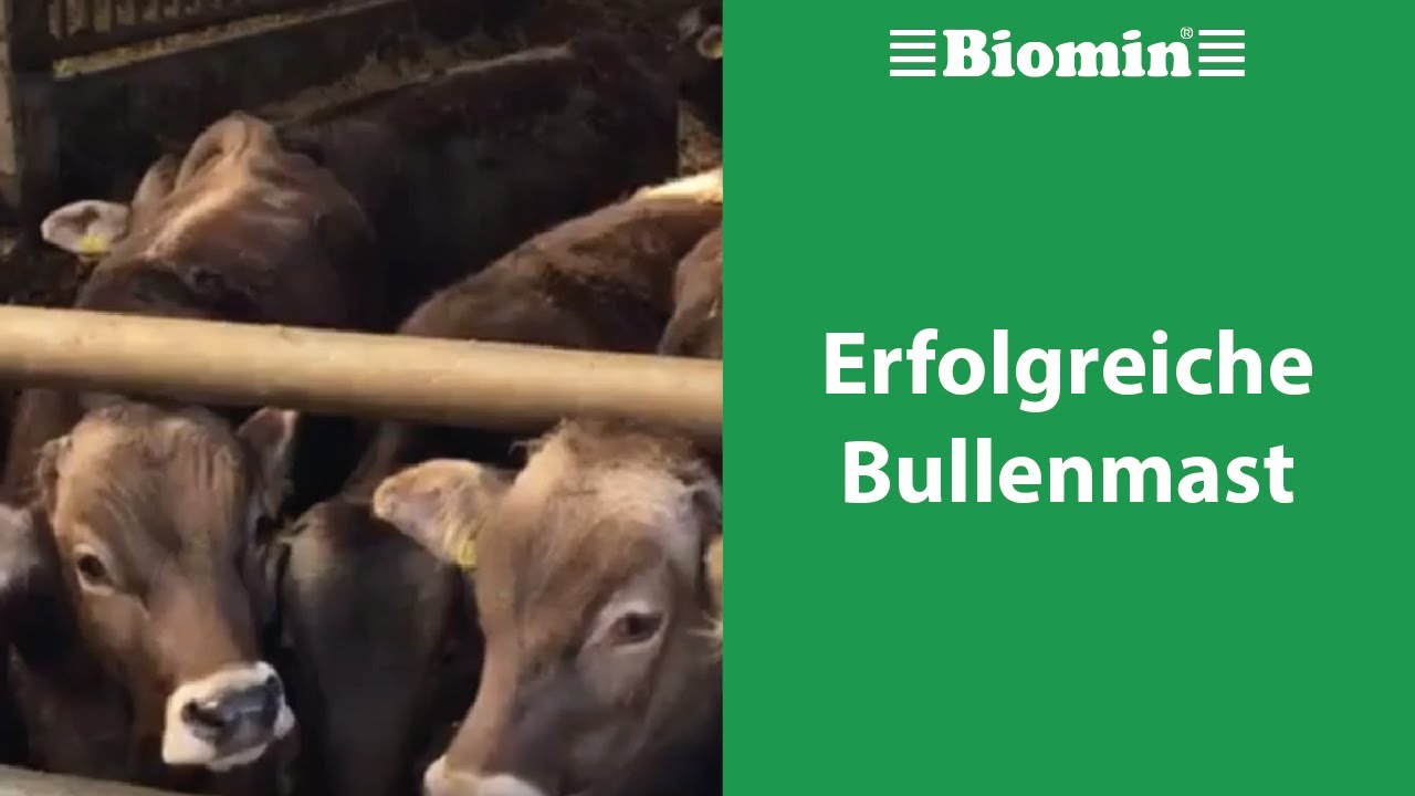 Erfolgreiche Bullenmast