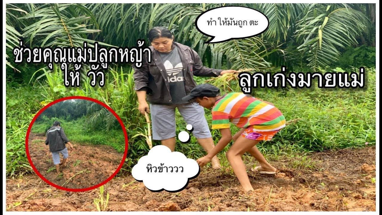 เนสตี้ อยากเที่ยว l EP.18 l ไปช่วยคุณ แม่ปลูกหญ้า วัว
