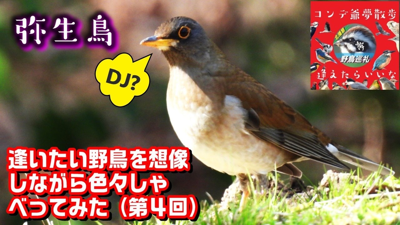 野鳥撮影散歩で逢いたい野鳥達を想像しながら色々しゃべってみた（第４回）