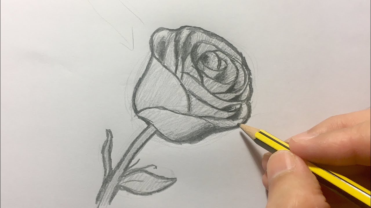 Cómo dibujar una rosa paso a paso