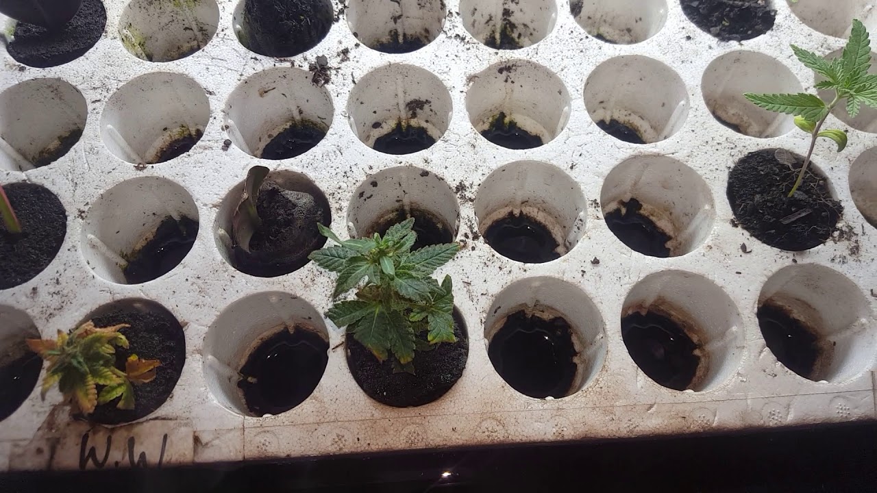 Cannabis Monster Crop /Clones - w/ Clonex