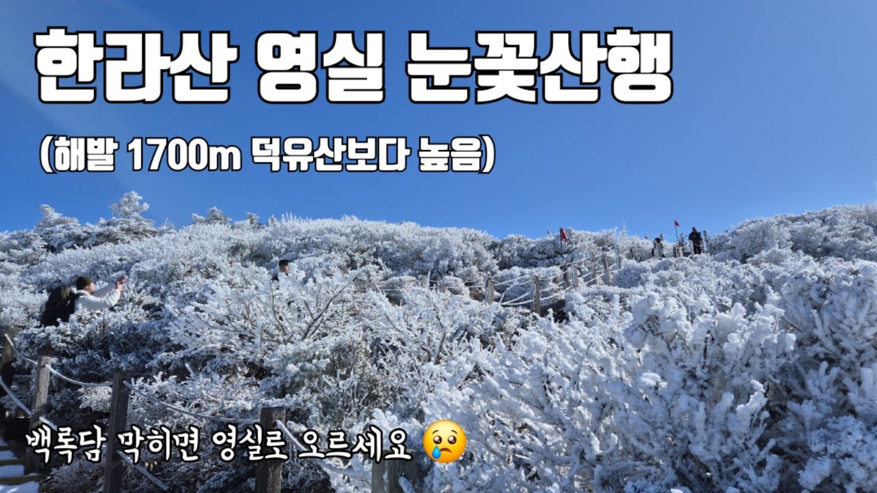 [한라산 영실 눈꽃산행] 해발 1700m 덕유산보다 높은곳 / 한라산에서 가장 쉬운코스 /백록담 통제되면 영실로 가세요~/ 13.5km 5시간 40분 산행 /
