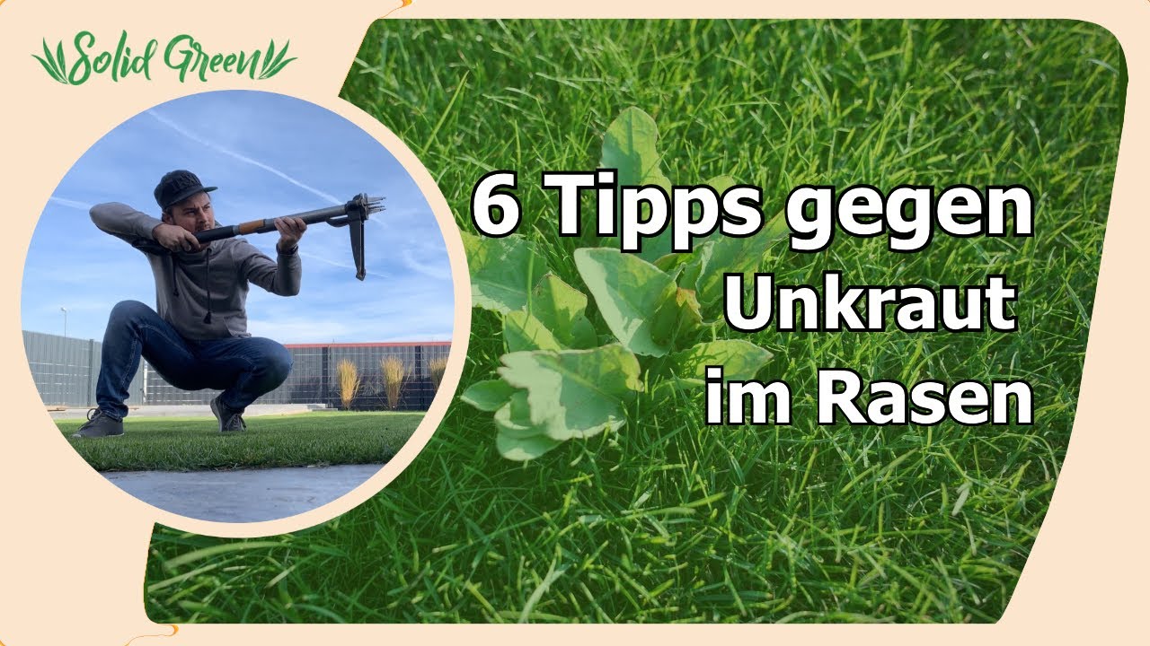 6 Tipps gegen Unkraut im Rasen
