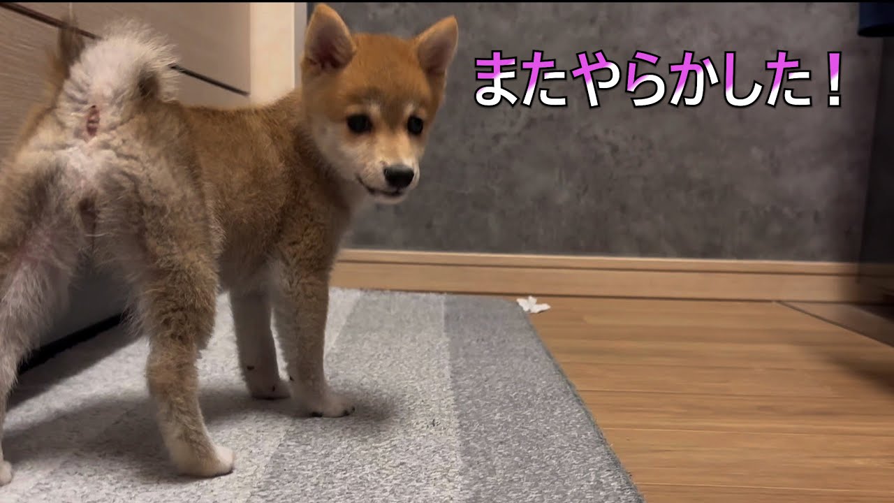 やんちゃな豆柴の赤ちゃん成長記録