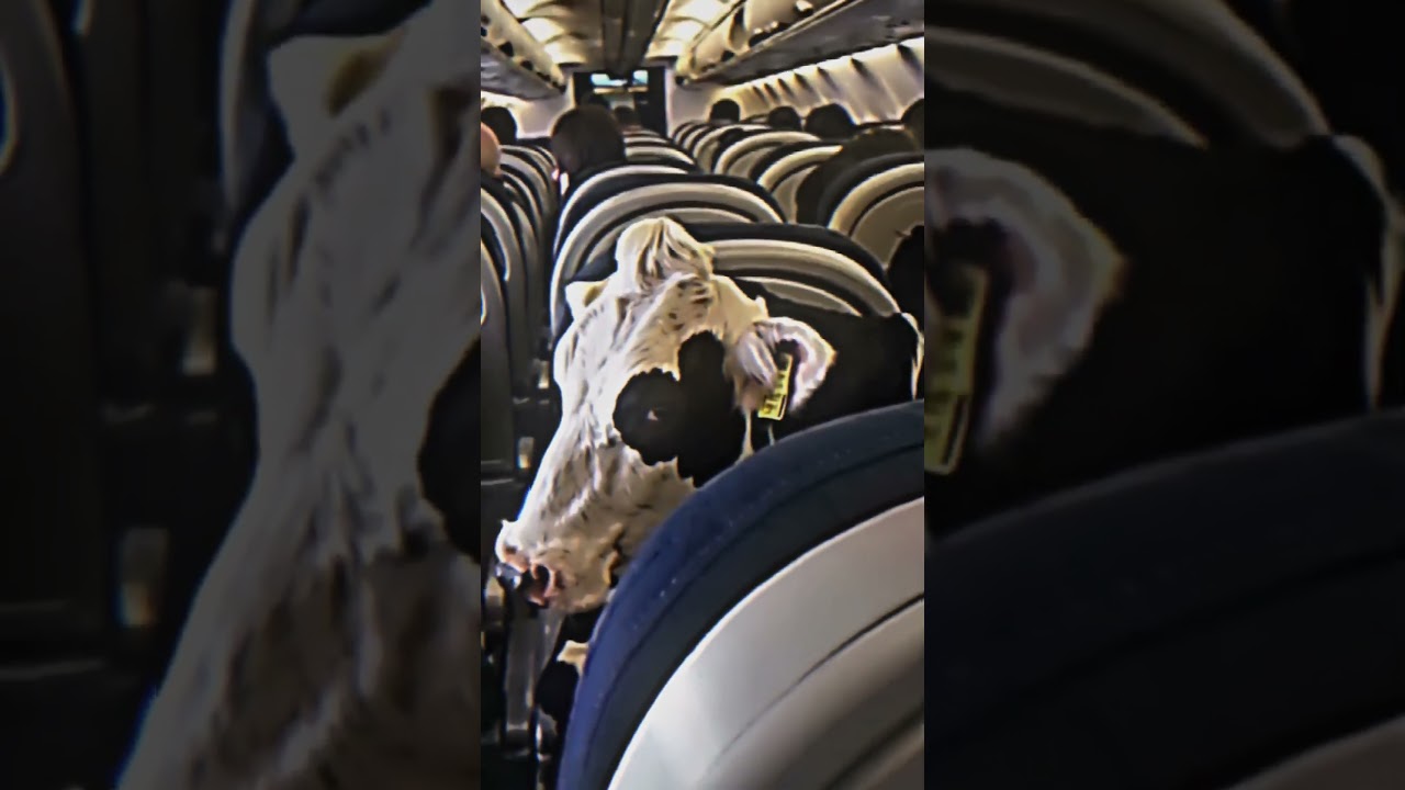Air Beef ✈️ #beef #plane #funny