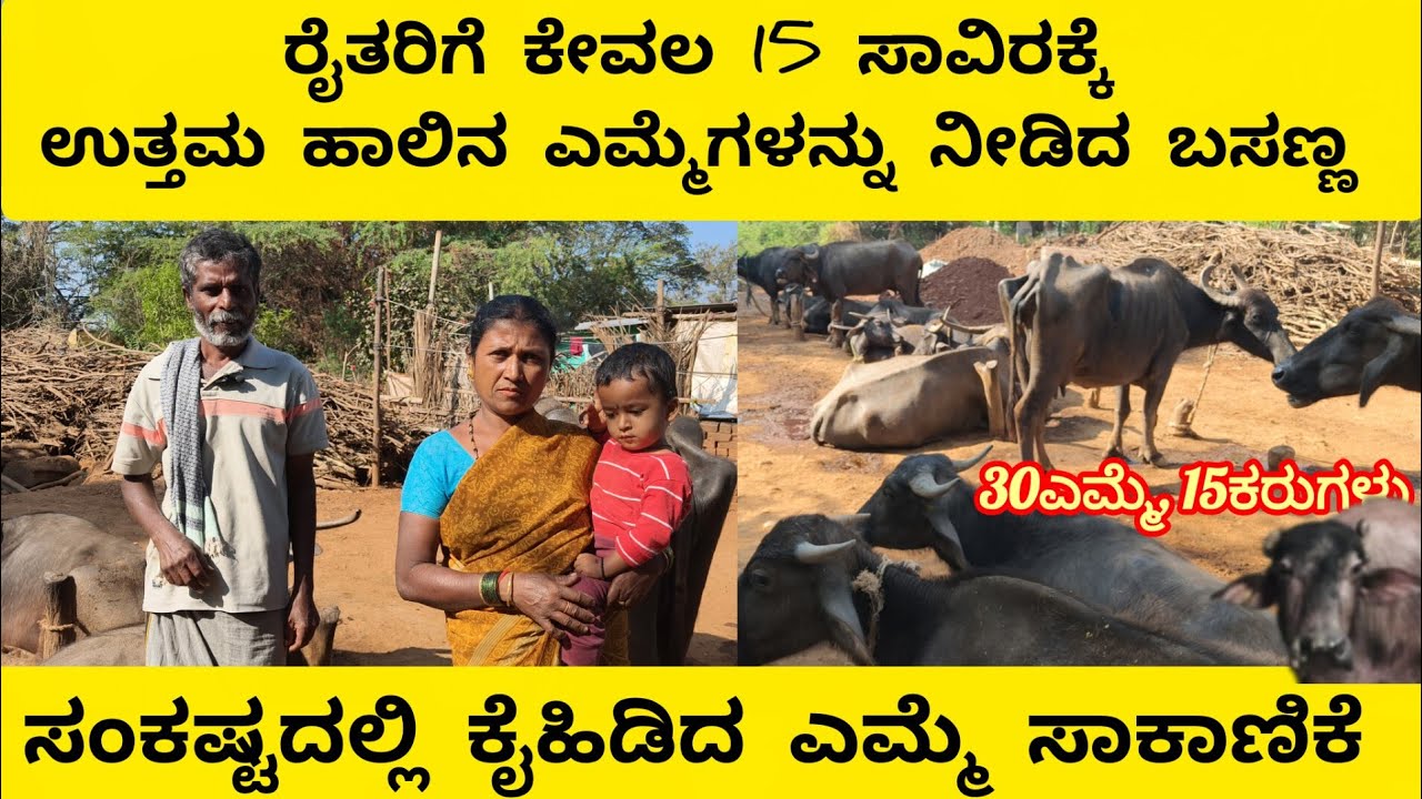 ಕೇವಲ 15 ಸಾವಿರಕ್ಕೆ 4 ಲೀಟರ್ ಹಾಲು ನೀಡುವ ಎಮ್ಮೆಗಳನ್ನ ಮಾರಿದ  ರೈತ ಬಸಣ್ಣ/  ಕಷ್ಟದಲ್ಲಿ ಕೈಹಿಡಿದ ಹೈನುಗಾರಿಕೆ, 