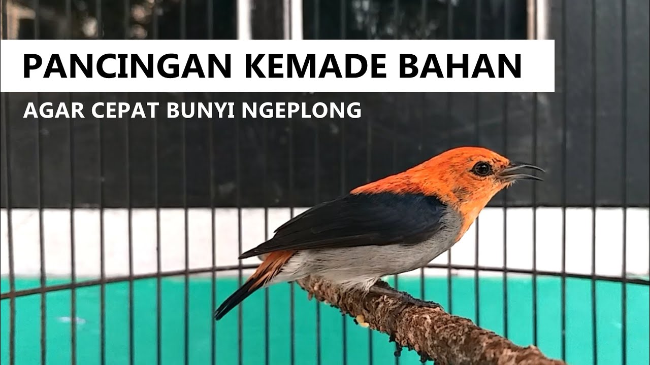 MASTERAN KEMADE GACOR ‼️ Suara PIKAT Pancingan burung cabe cabean Cit keres bahan agar bunyi NGALAS