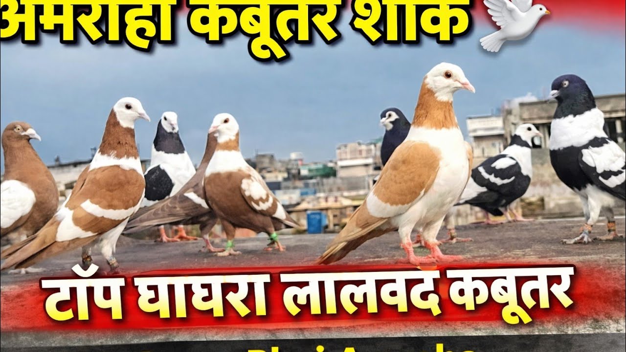 #मुखी #कबूतर  #in #pakistani #trending #video #banarasi #black #dimand 