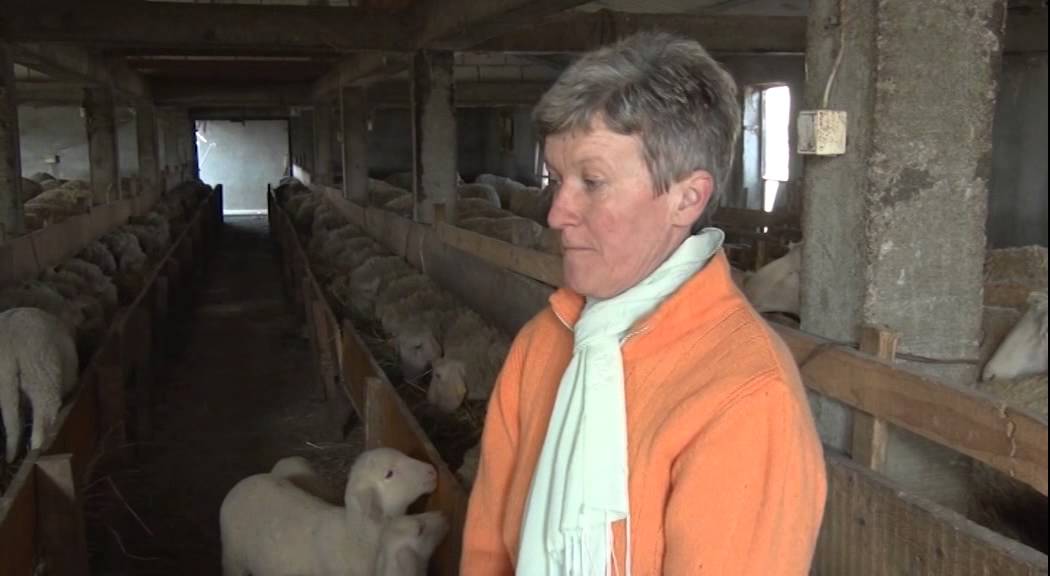 Uzgoj ovaca rase virtemberg u selu Veselinovac   U nasem ataru 580