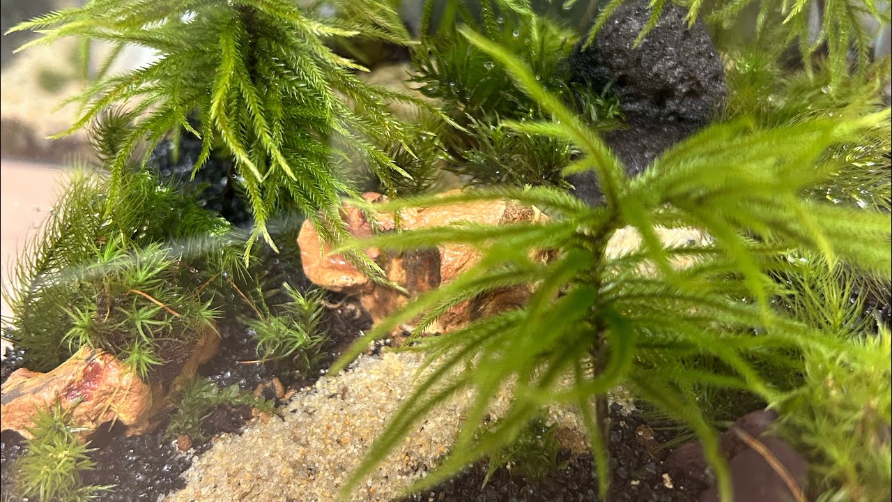 【苔里ライブ】苔里について話します。