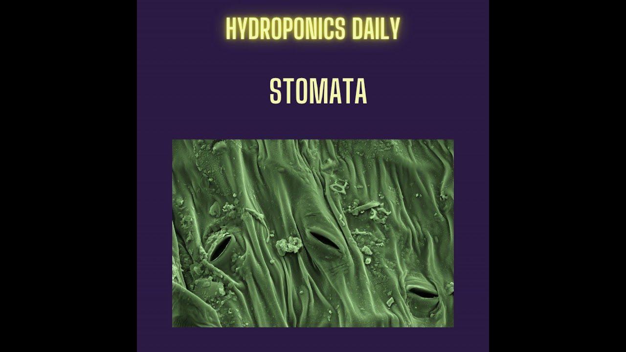 Secrets of Stomata: How Plants Balance Water and CO2
