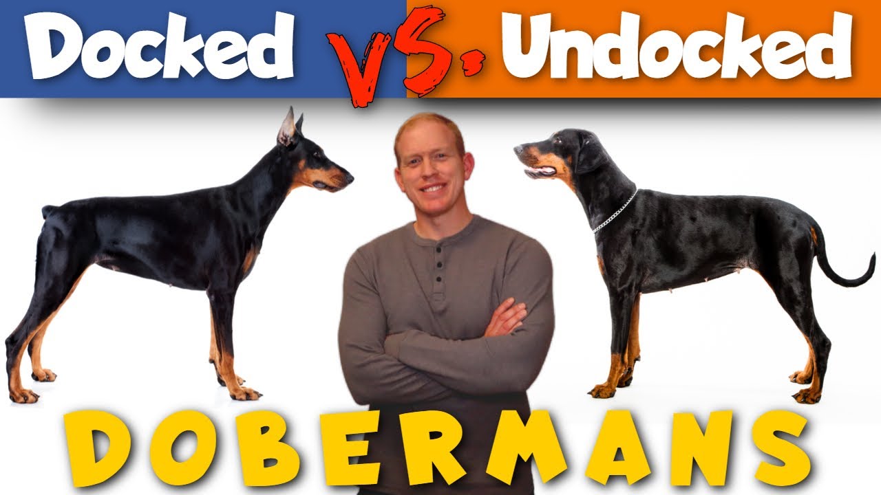 Docked Tails vs. Natural Tails: Which Is Better?