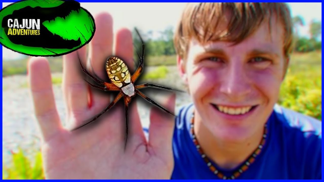 Giant FREAKY Argiope Spider!
