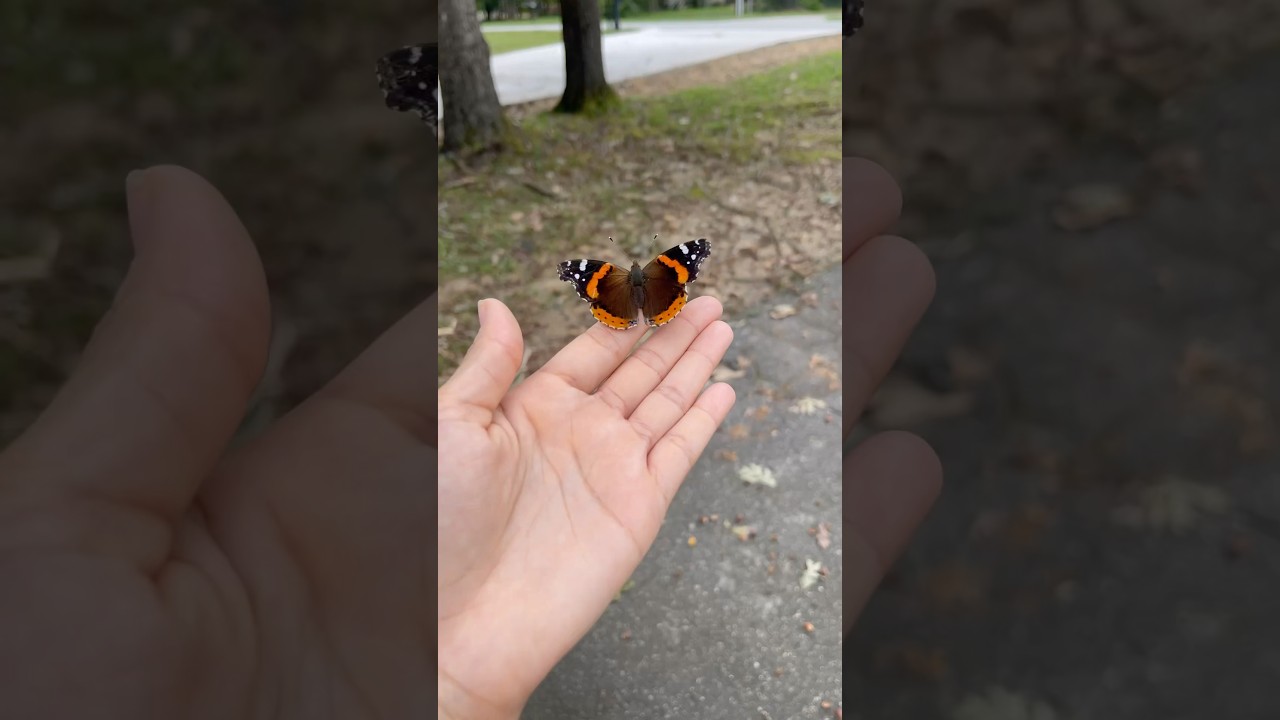 Red admiral butterfly 🦋 #nature #insects #butterflyshorts #butterflyart #Vanessa atalanta