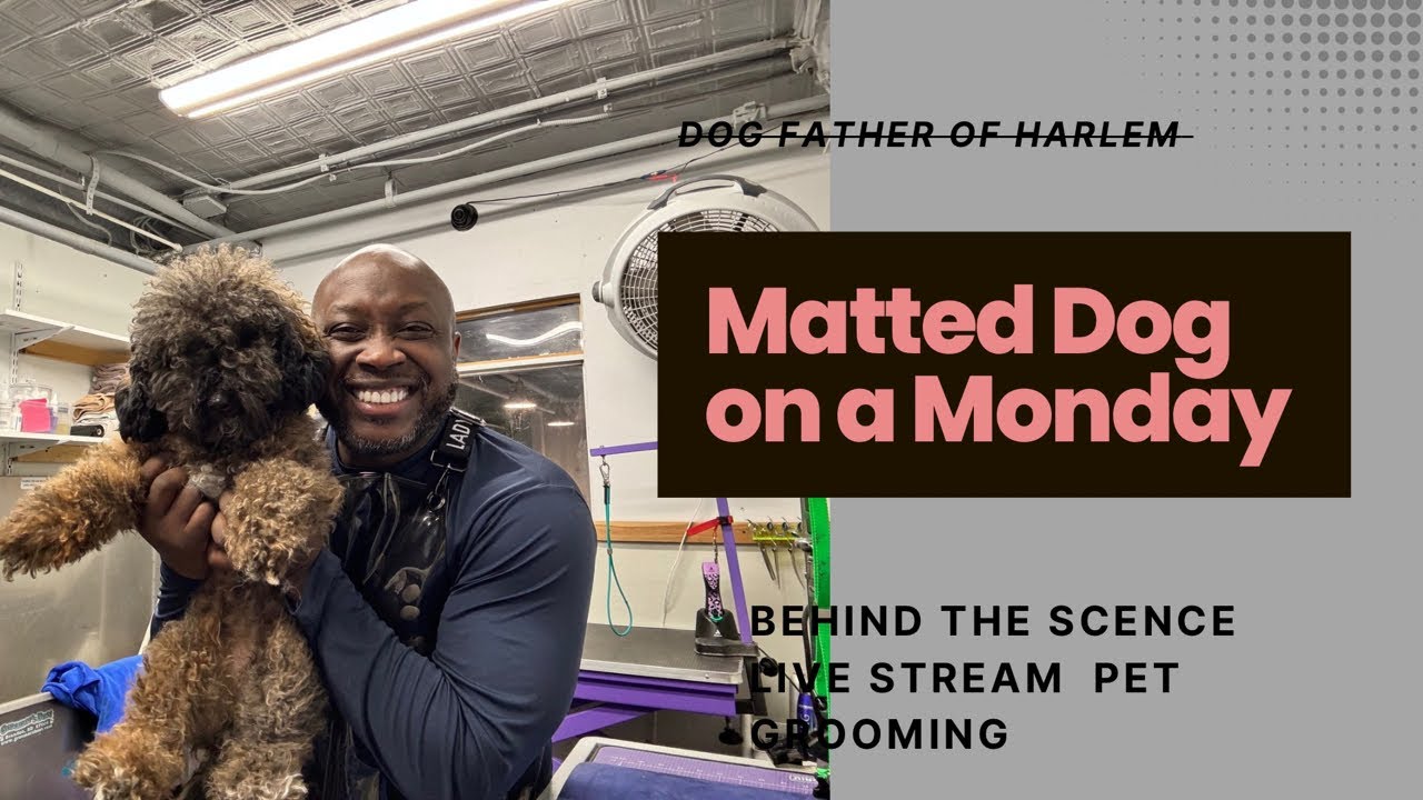 Dog Father of Harlem is live!