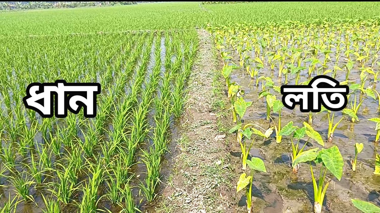 লতিরাজ কচু চাষ পদ্ধতি কুমিল্লা || Lotiraj kochu bari 1